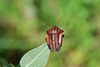 Graphosoma italicum